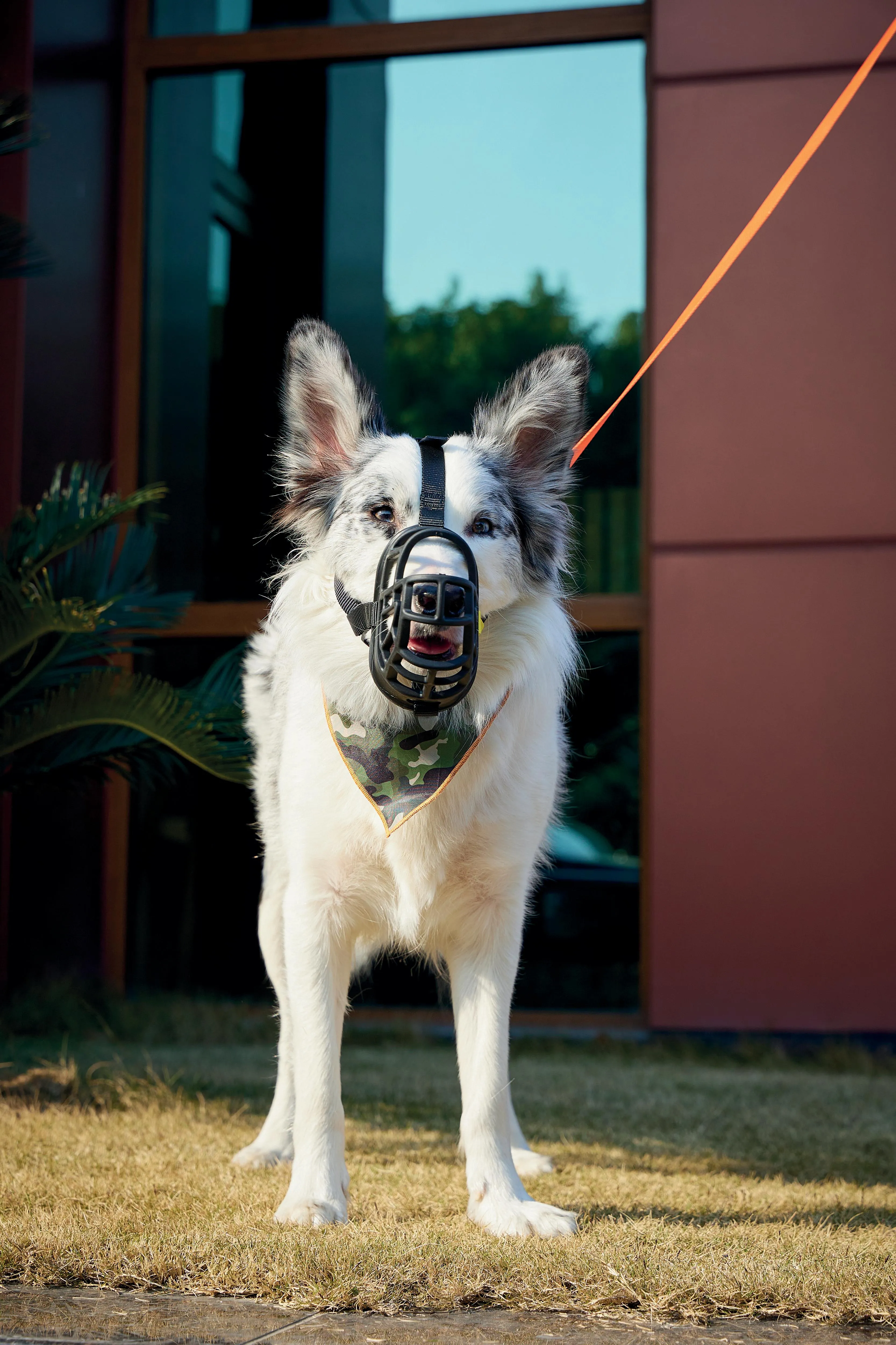 BARK GUARD Dog Muzzle Black & Yellow
