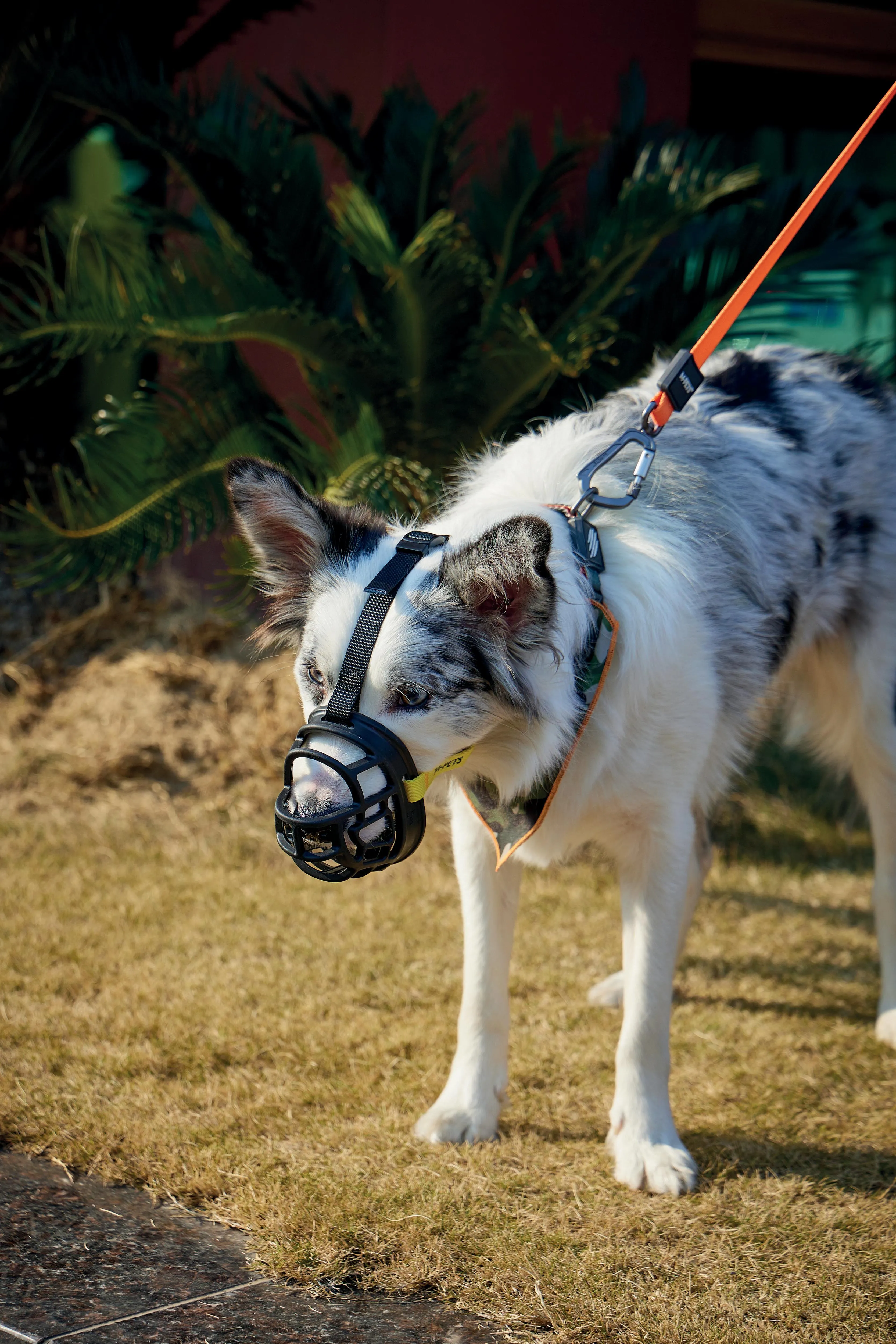 BARK GUARD Dog Muzzle Black & Yellow