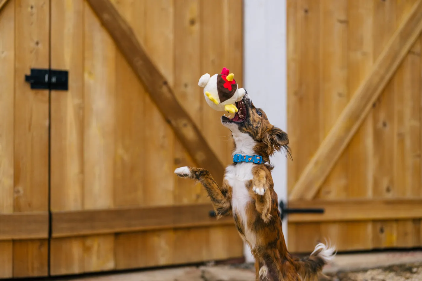 Barnyard Buddies Ryan the Rooster