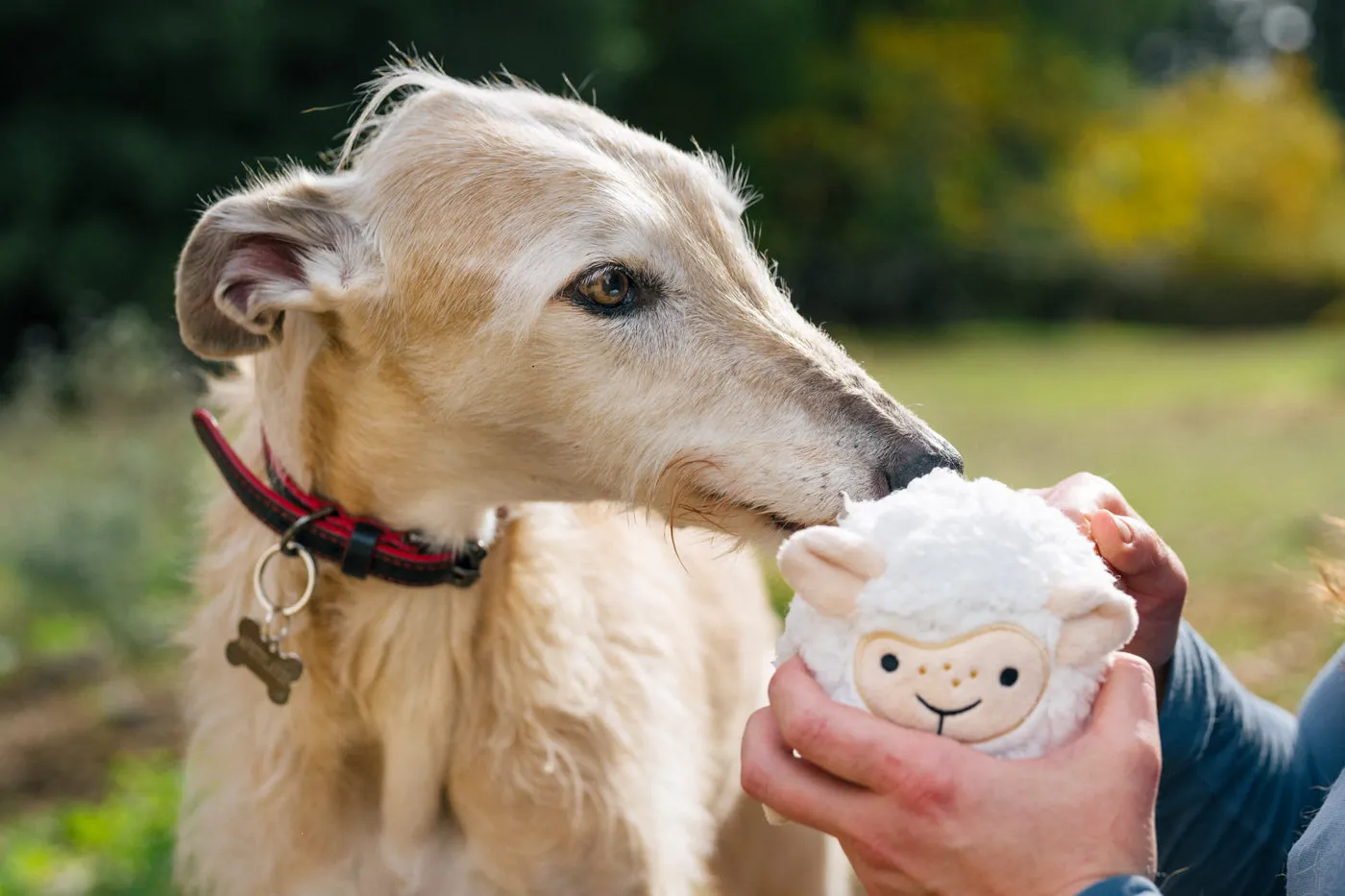 Barnyard Buddies Sadie the Sheep