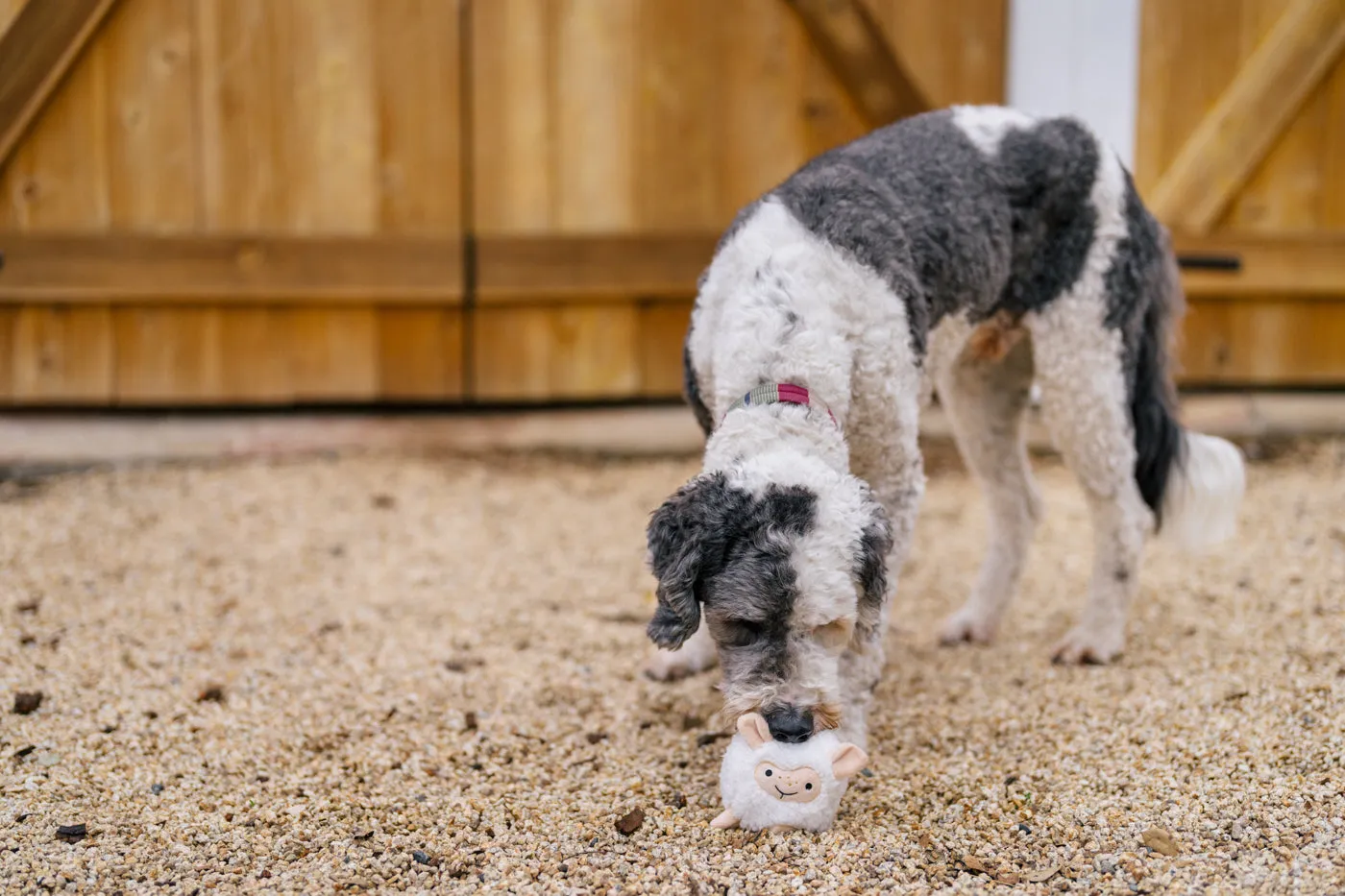 Barnyard Buddies Sadie the Sheep
