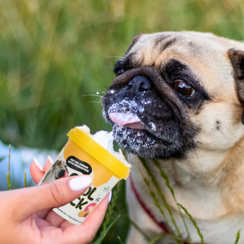 Basil Cool Lick Apple & Pumpkin with Added Prebiotics Ice Cream for Dogs