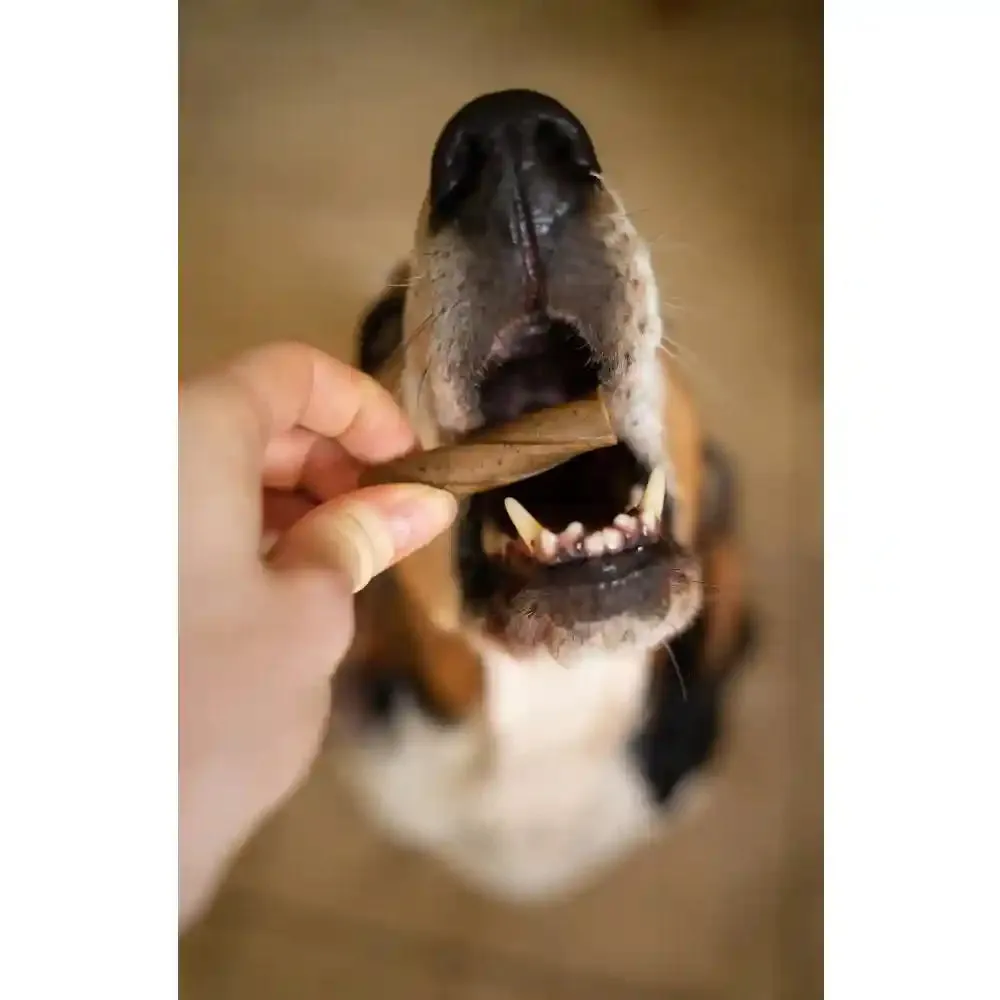 Blue Pet Co Go Smile Peanut Butter Flavor Teeth & Gums Stick for Dogs