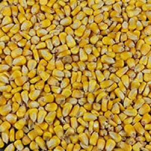 DEER CORN - MAIZ ENTERO 50lbs
