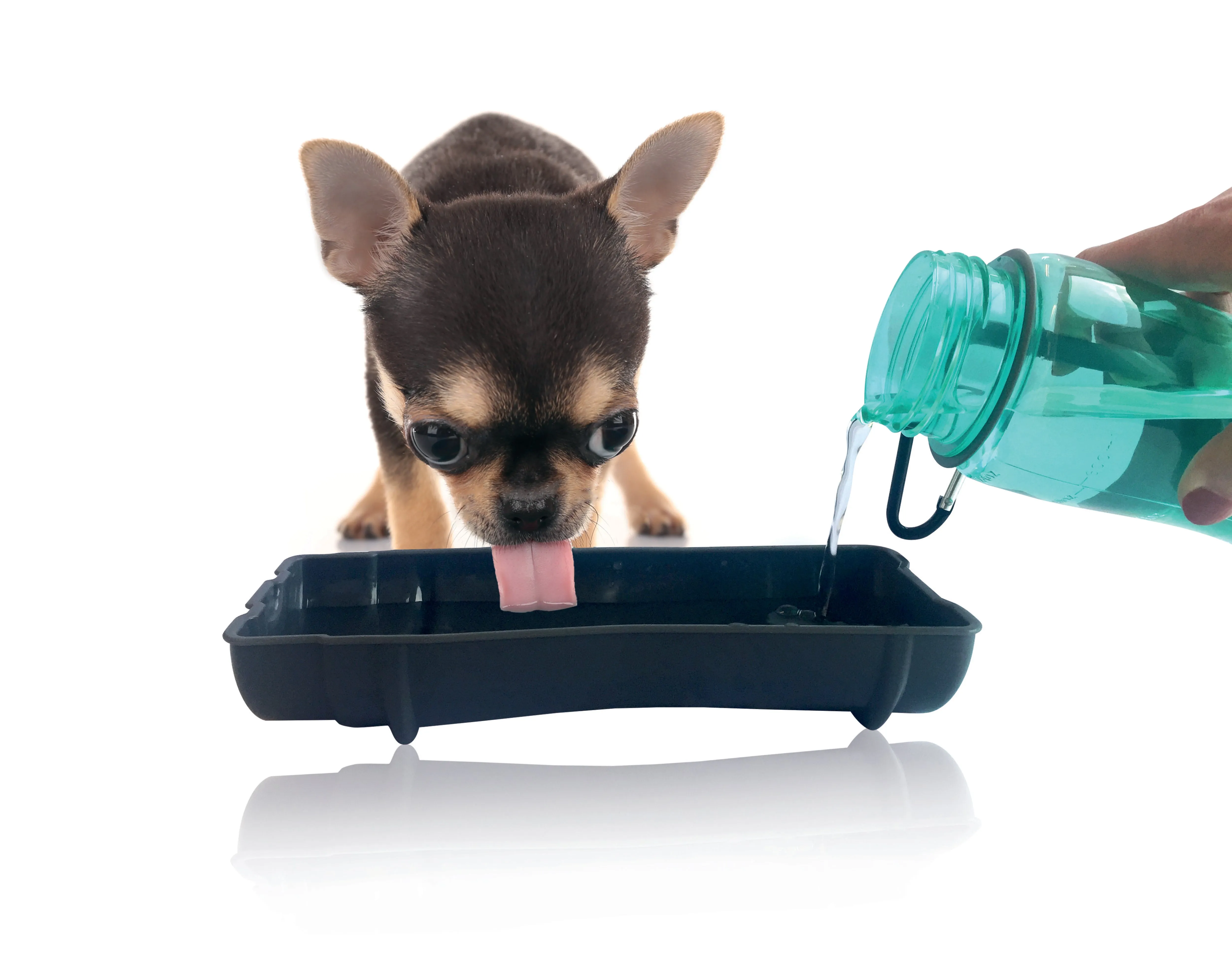 Dog TRAVEL BOTTLE 700 ml Blue