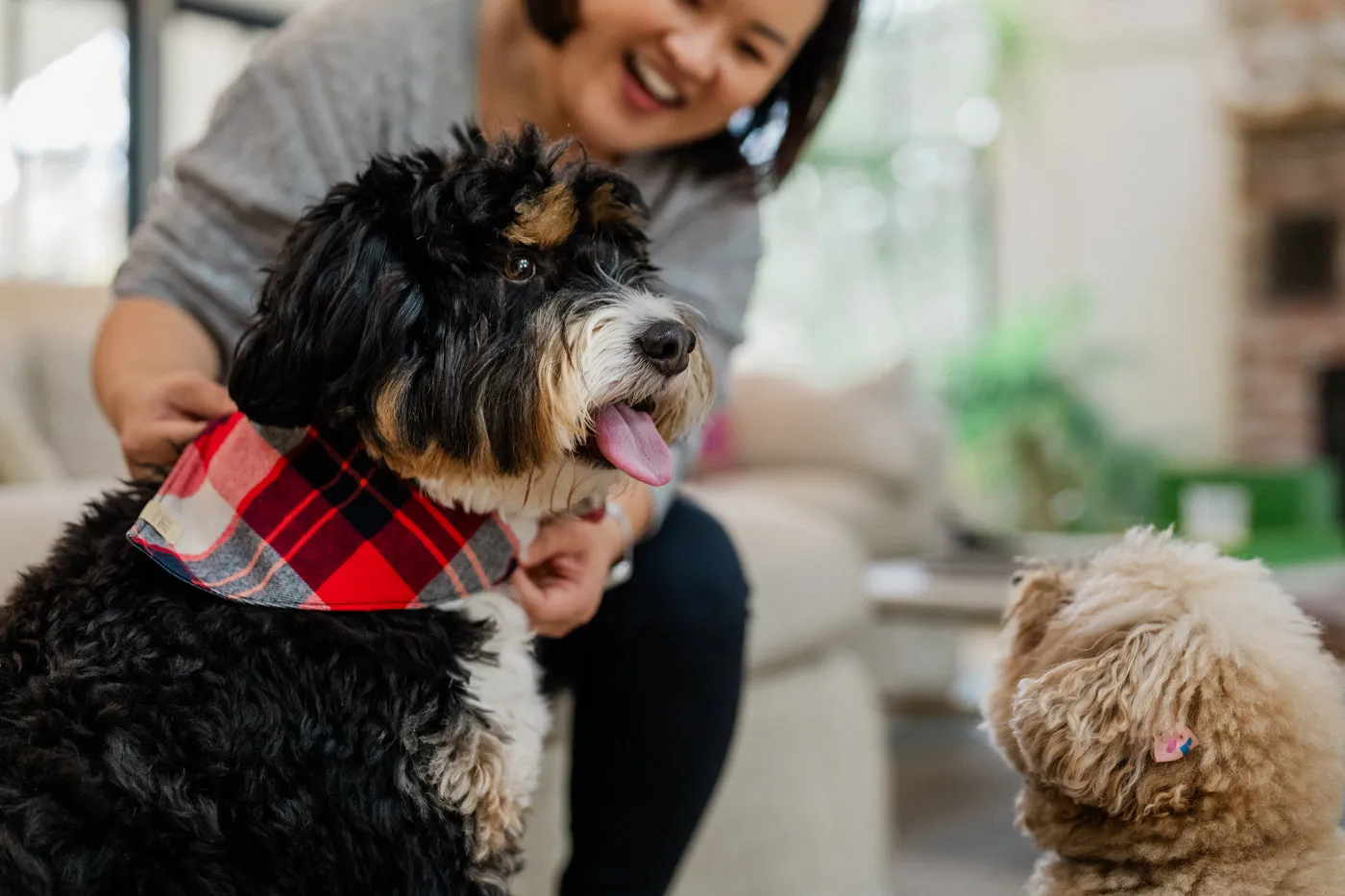 Doggy Duo Bandana - The Adventurer