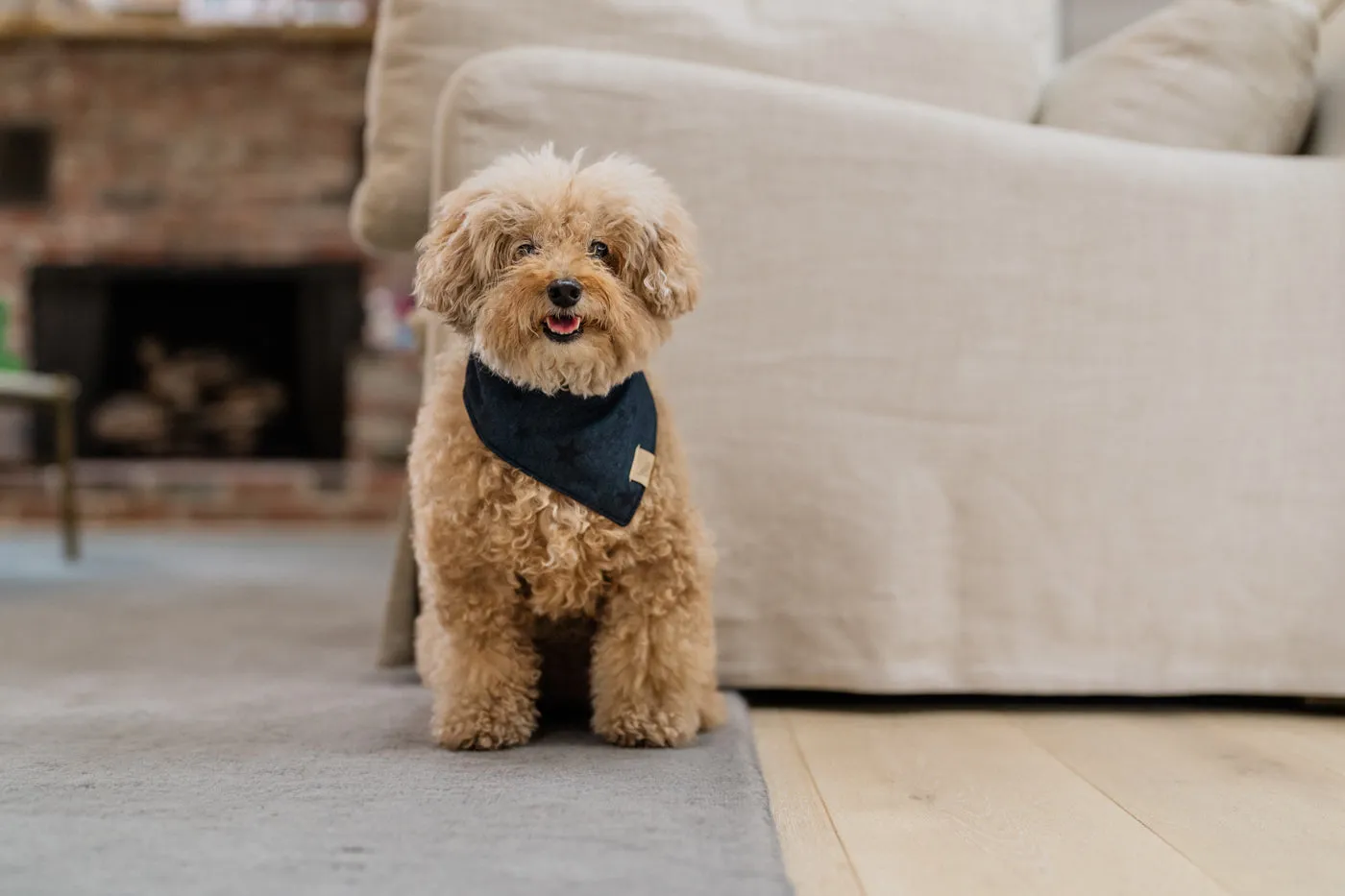Doggy Duo Bandana - The Adventurer