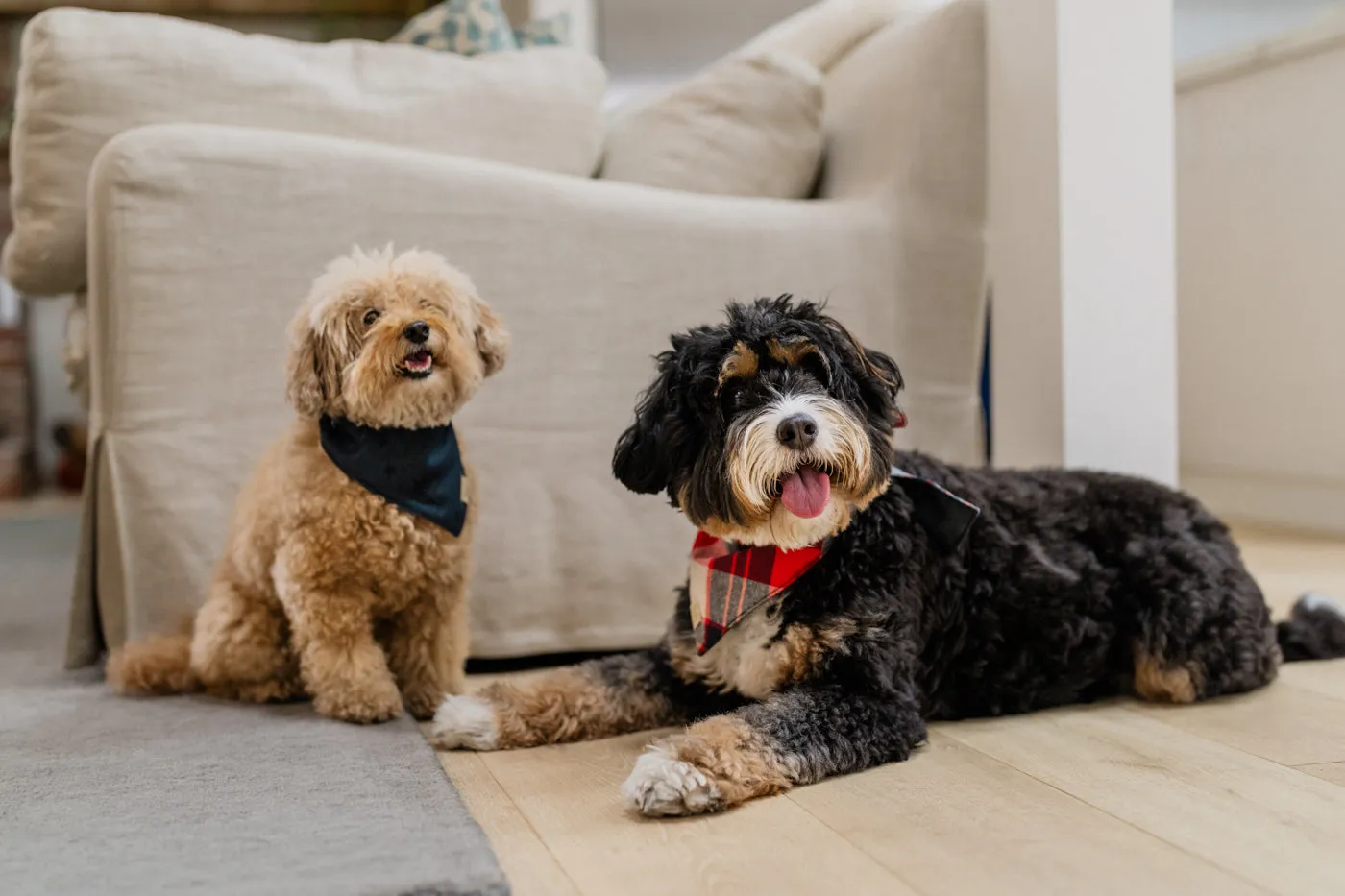 Doggy Duo Bandana - The Adventurer