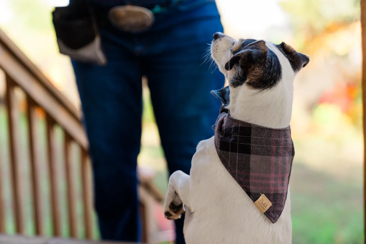 Doggy Duo Bandana - The Entertainer