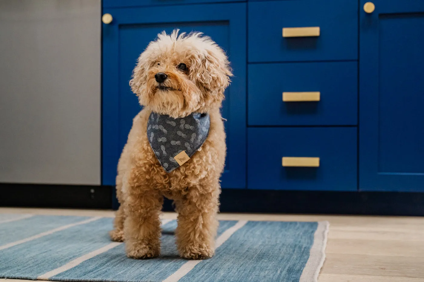 Doggy Duo Bandana - The Entertainer