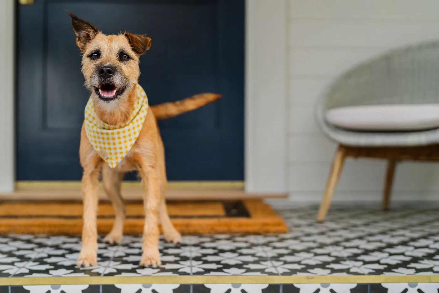 Doggy Duo Bandana - The Visionary