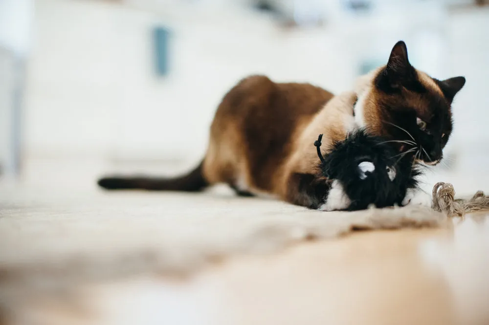 Feline Frenzy Frisky Furball