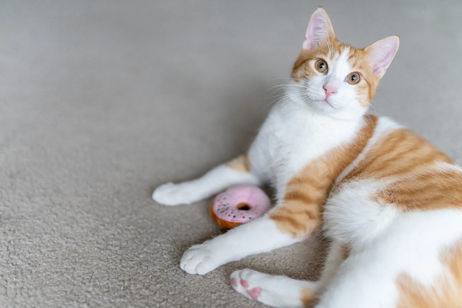 Feline Frenzy Kitty Kreme Donuts