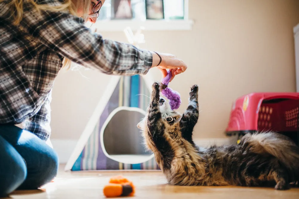 Feline Frenzy Wiggly Wormies