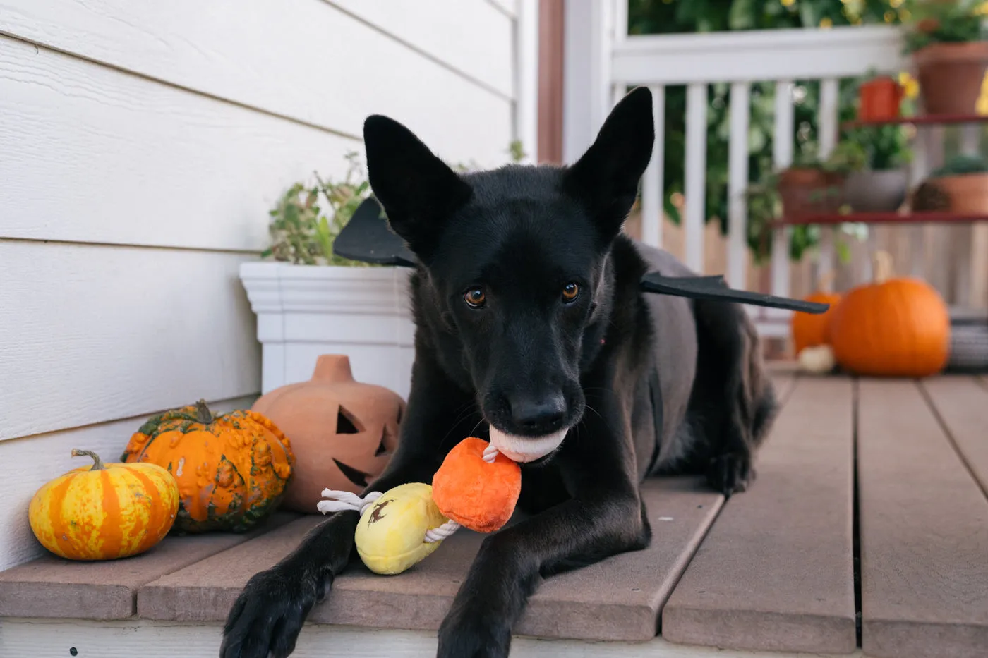 Howling Haunts Canine Corn
