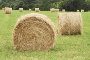 LC ROUND COASTAL HAY BALES (ZAPATA)