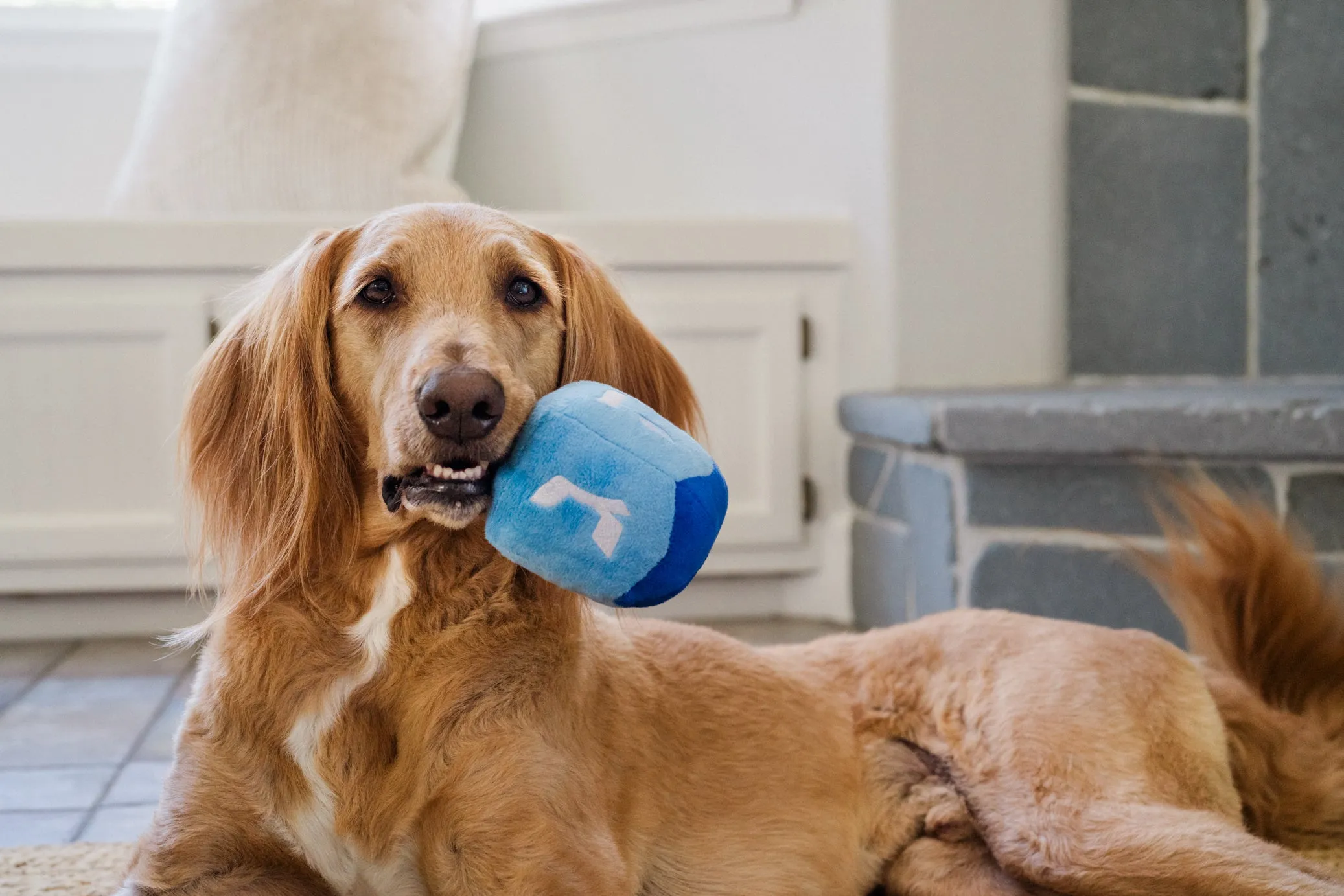 Paw-nukkah Doggy Dreidel