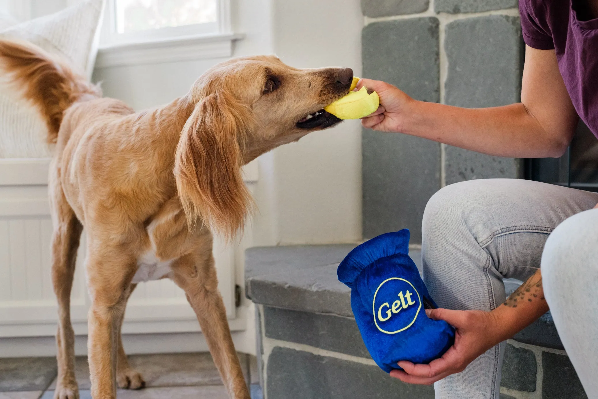 Paw-nukkah Gelt-y Treats