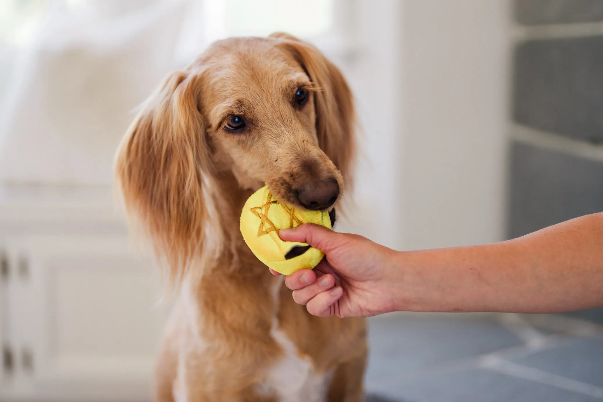 Paw-nukkah Gelt-y Treats