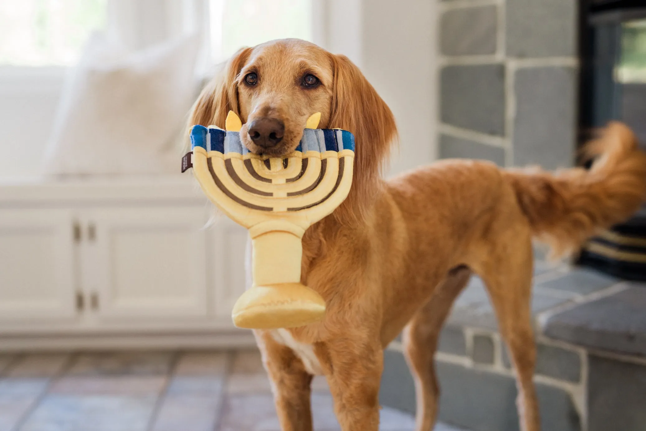 Paw-nukkah Menorah