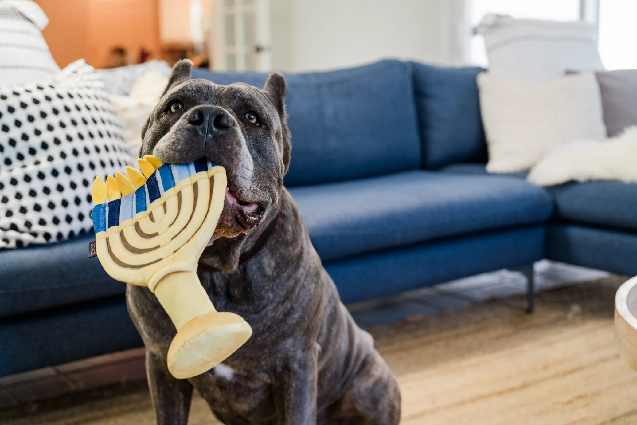 Paw-nukkah Menorah