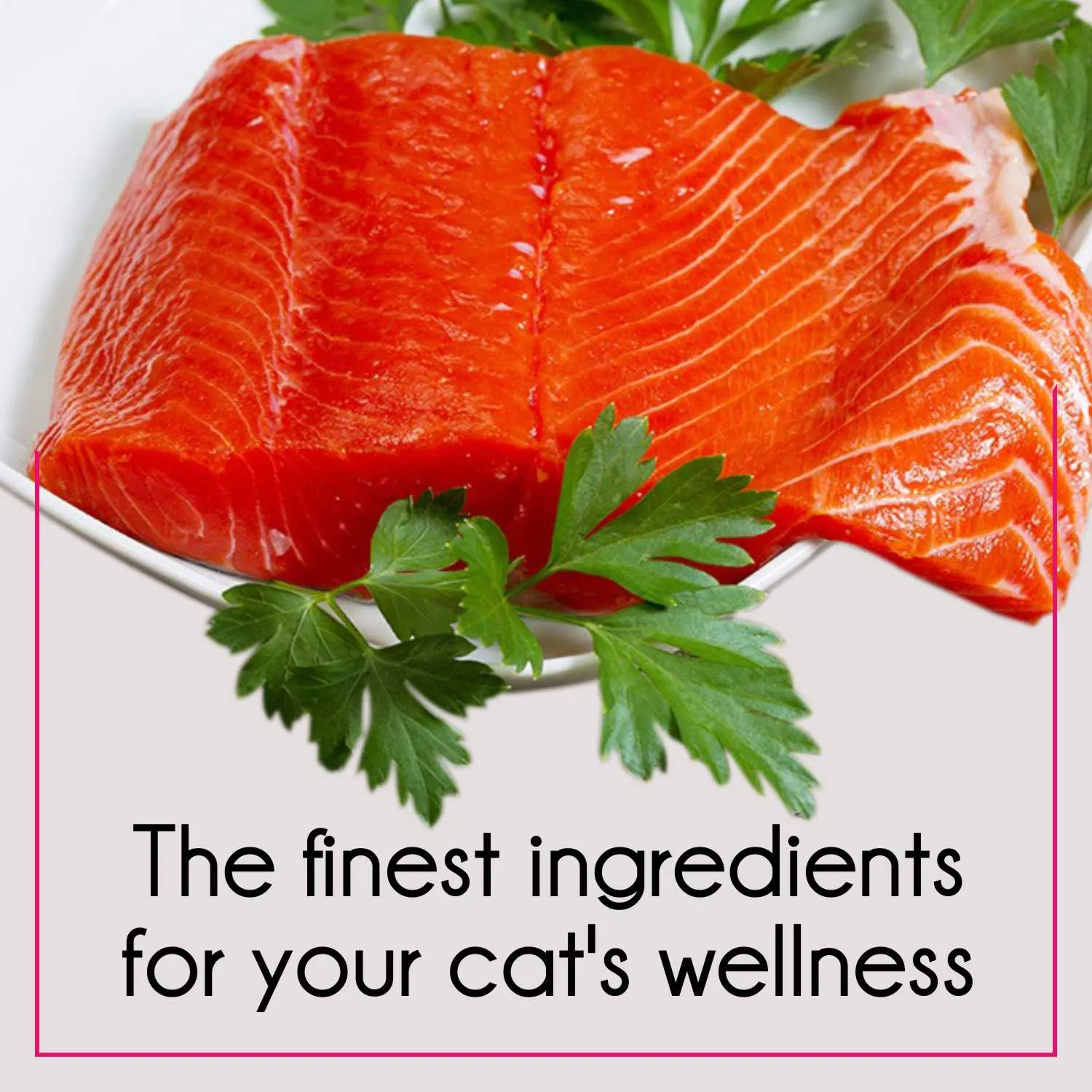 Purepet Tuna and Salmon Adult Cat Dry Food