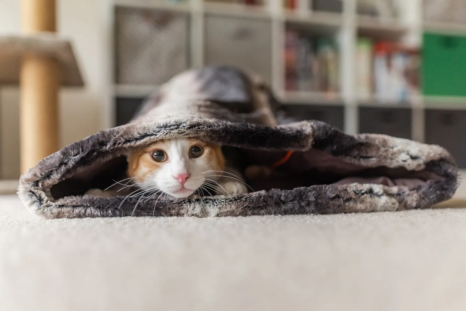 Snuggle Bed®