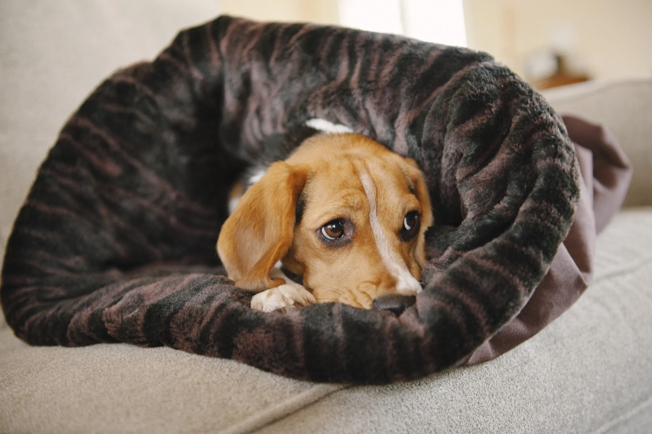 Snuggle Bed®