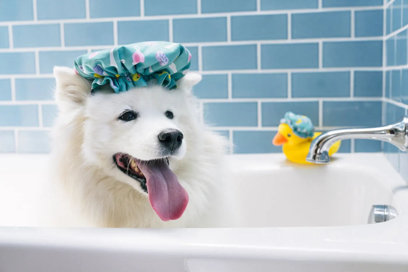 Splish Splash Shower Quack