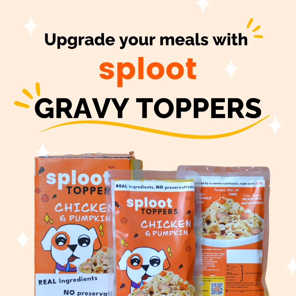 Sploot Chicken and Pumpkin Flavour Real Chicken Chunk in Gravy Dog Wet Food