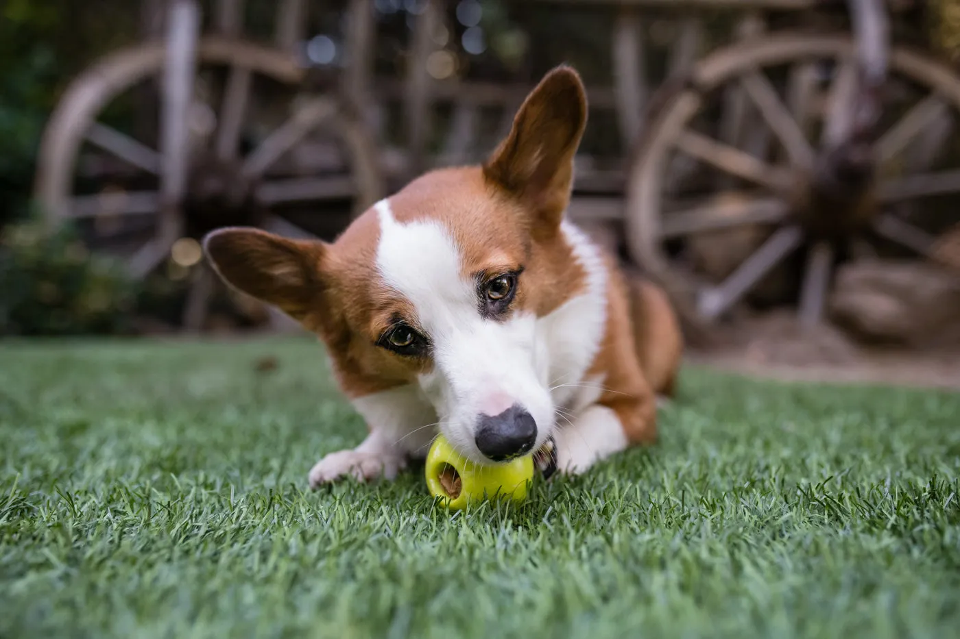 ZoomieRex IncrediBall